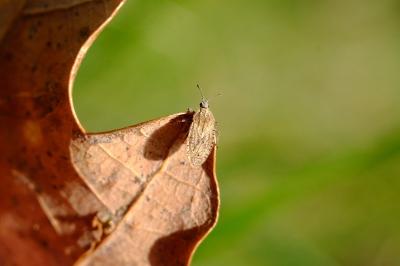 <i>Tingis pilosa</i>