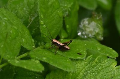 <i>Pholidoptera griseoaptera</i>