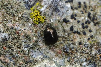 <i>Thyreocoris scarabaeoides</i>