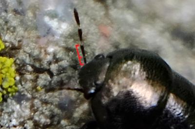 <i>Thyreocoris scarabaeoides</i>