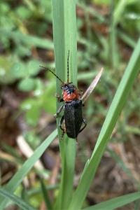<i>Cantharis fusca</i>