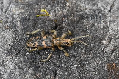 <i>Rhagium sycophanta</i>