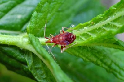 <i>Deraeocoris ruber</i>