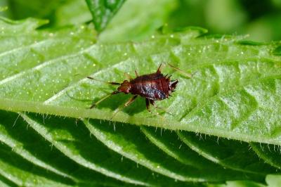 <i>Deraeocoris ruber</i>