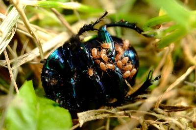 <i>Trypocopris pyrenaeus</i>