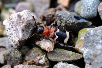<i>Thanasimus formicarius</i>