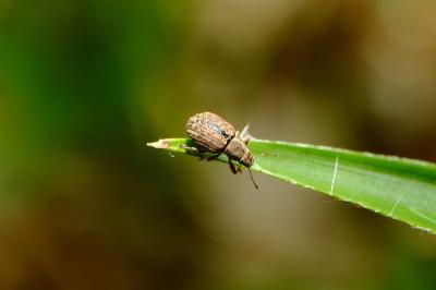 <i>Strophosoma melanogrammum</i>