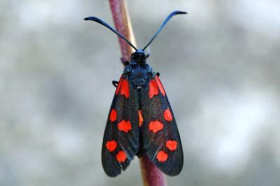 <i>Zygaena transalpina</i>