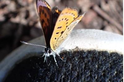 <i>Lycaena helle</i>