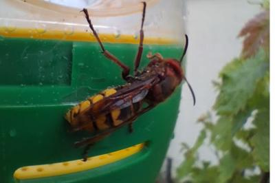 <i>Vespa crabro</i>
