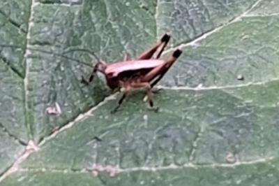<i>Pholidoptera griseoaptera</i>