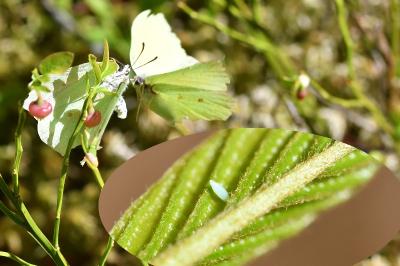 <i>Gonepteryx rhamni</i>