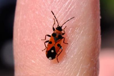 <i>Horvathiolus superbus</i>