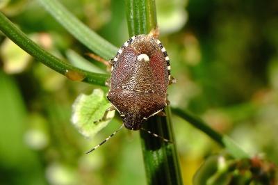 <i>Holcostethus sphacelatus</i>