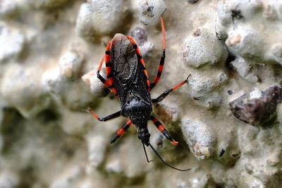 <i>Rhynocoris annulatus</i>
