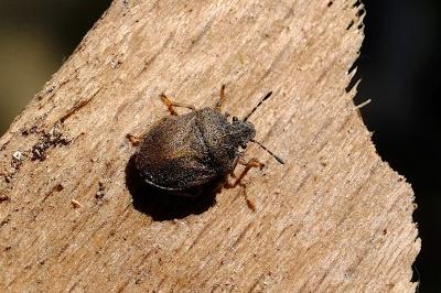 <i>Podops inunctus</i>