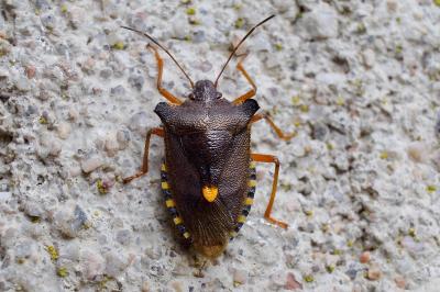 <i>Pentatoma rufipes</i>