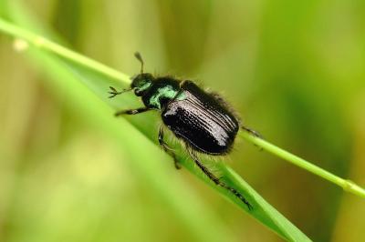 <i>Phyllopertha horticola</i>