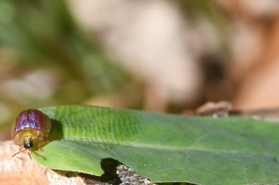 <i>Cassida azurea</i>