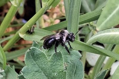 <i>Andrena cineraria</i>