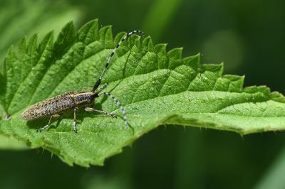 <i>Agapanthia villosoviridescens</i>