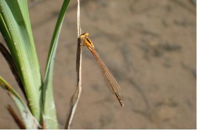 <i>Ischnura pumilio</i>