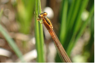 <i>Ischnura pumilio</i>