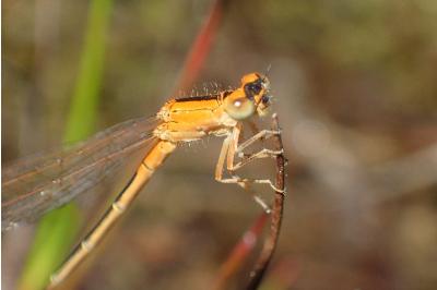 <i>Ischnura pumilio</i>