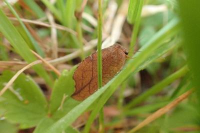 <i>Drepanepteryx phalaenoides</i>