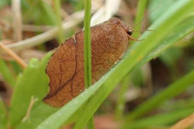 <i>Drepanepteryx phalaenoides</i>