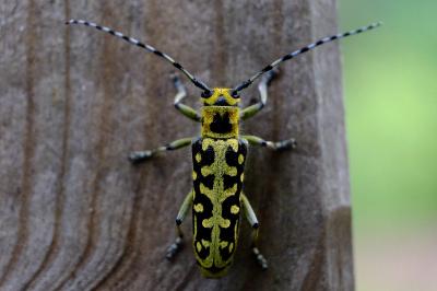 <i>Saperda scalaris</i>