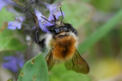 <i>Bombus</i>