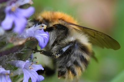 <i>Bombus</i>