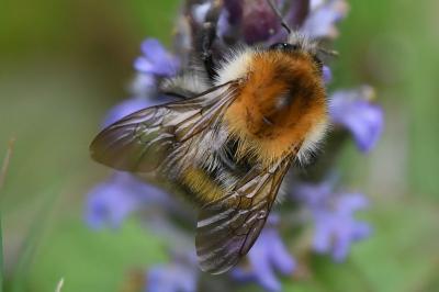 <i>Bombus</i>