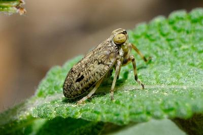 <i>Issus coleoptratus</i>