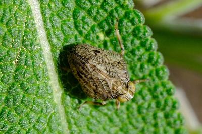 <i>Issus coleoptratus</i>