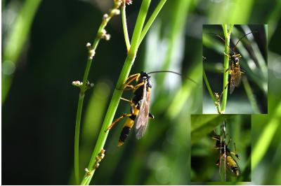 <i>Amblyteles armatorius</i>