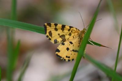 <i>Pseudopanthera macularia</i>