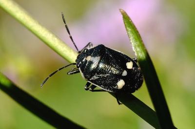 <i>Eurydema oleracea</i>