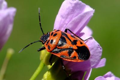 <i>Eurydema ornata</i>