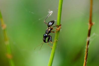 <i>Himacerus mirmicoides</i>