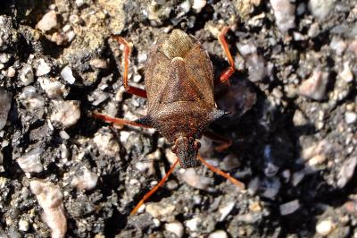 <i>Picromerus bidens</i>