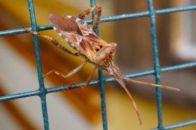 <i>Leptoglossus occidentalis</i>