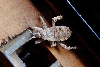<i>Reduvius personatus</i>