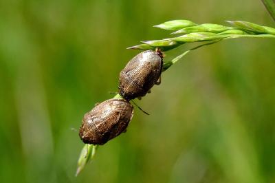 <i>Neottiglossa pusilla</i>
