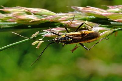 <i>Leptopterna dolabrata</i>