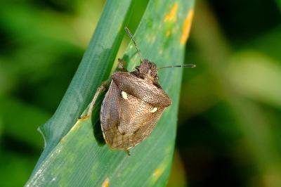 <i>Eysarcoris aeneus</i>