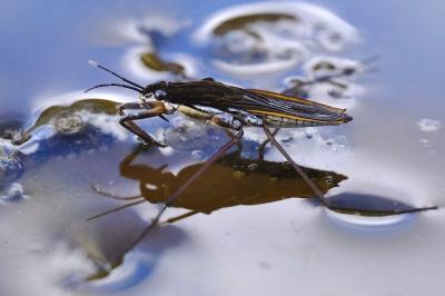 <i>Gerris gibbifer</i>