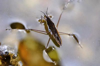 <i>Gerris gibbifer</i>
