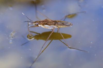 <i>Gerris lacustris</i>